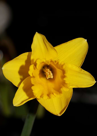 Narcissus pseudonarcissus