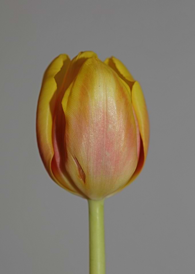 Tulipa flower liliaceae