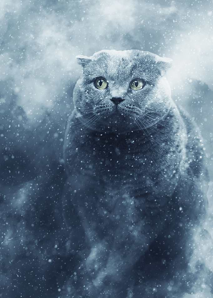 Cloud Cat