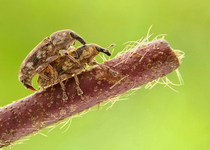 two brown beetle