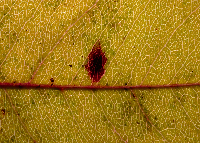 Fall Leaf