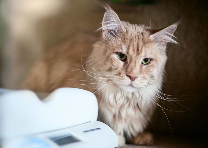 Maine Coon cat5
