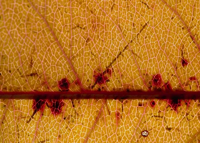 Fall Leaf