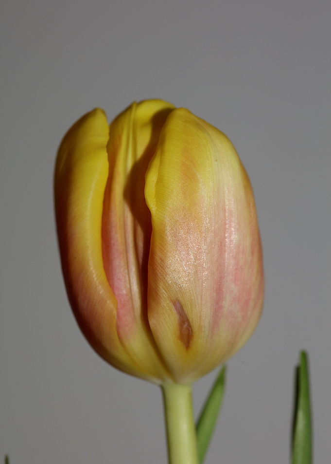 Tulipa flower liliaceae