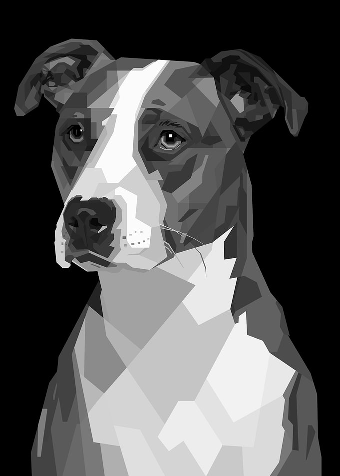 pit bull dog