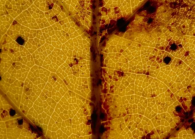 Fall Leaf