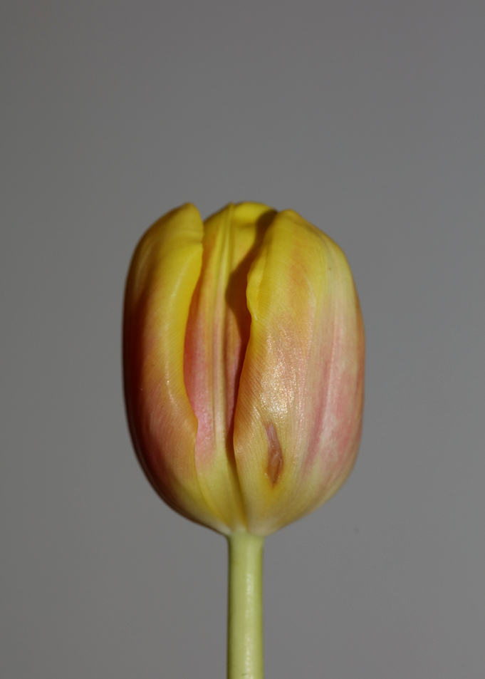 Tulipa flower liliaceae