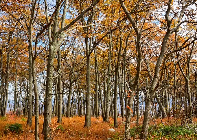 New York Autumn Forest