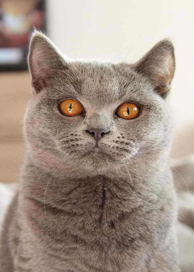 head cat grey