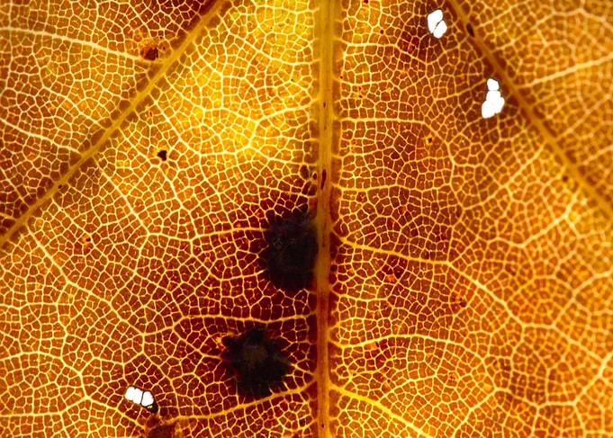 Fall Leaf