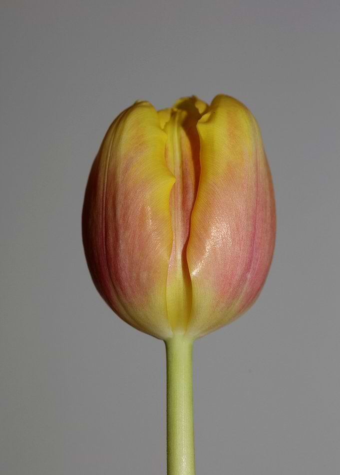 Tulipa flower liliaceae