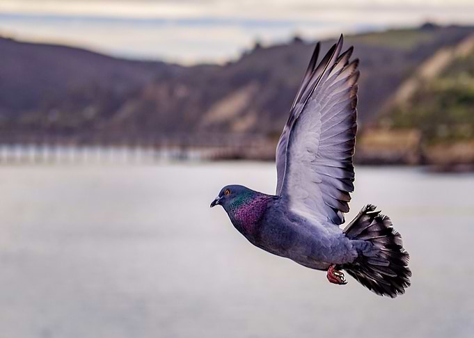 cloud bird flying