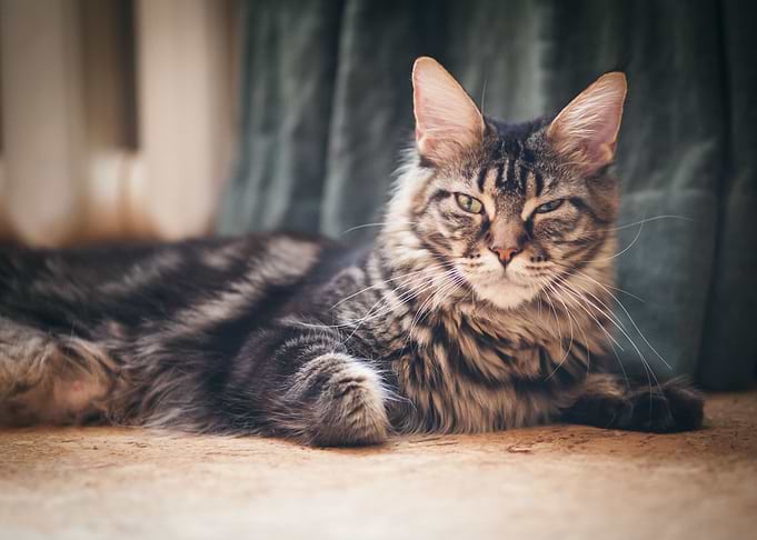 Maine Coon cat2