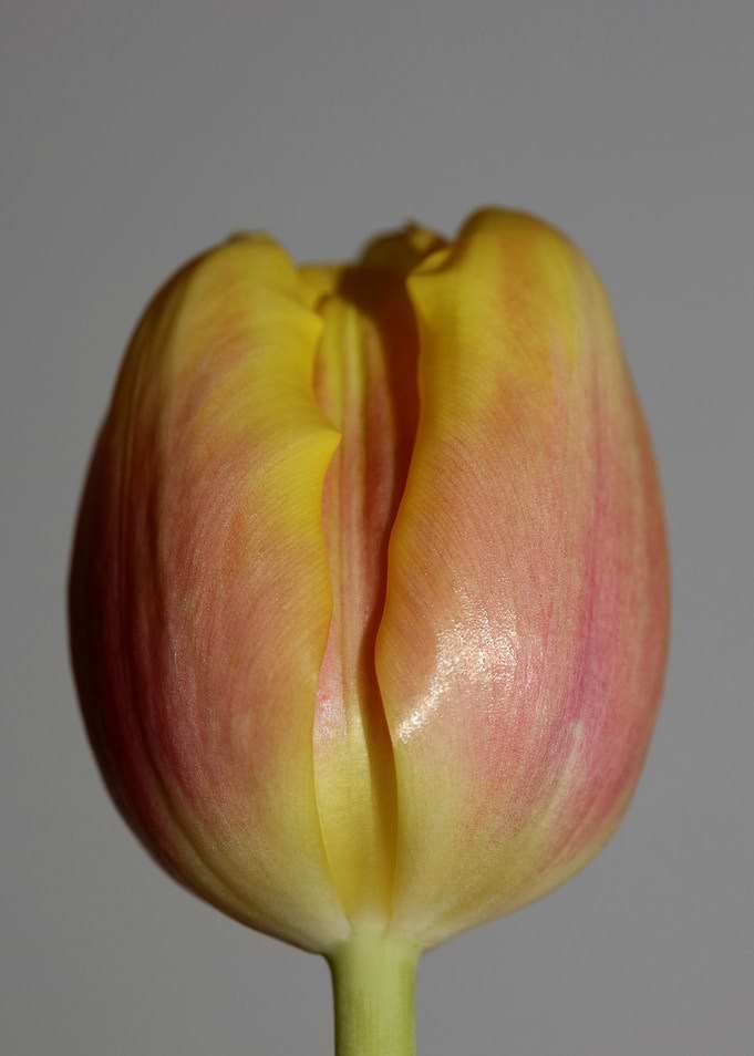 Tulipa flower liliaceae