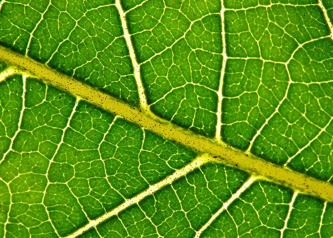 Fall Leaf