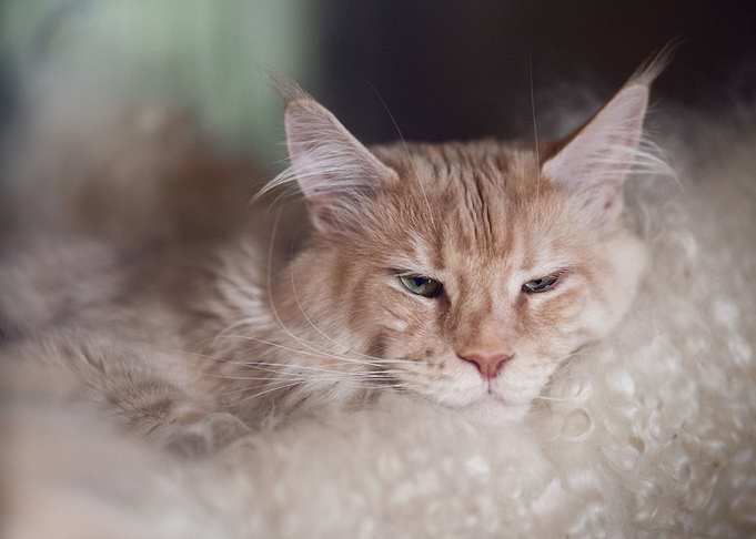Maine Coon cat3