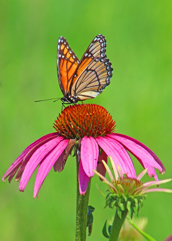 Butterfly on flower