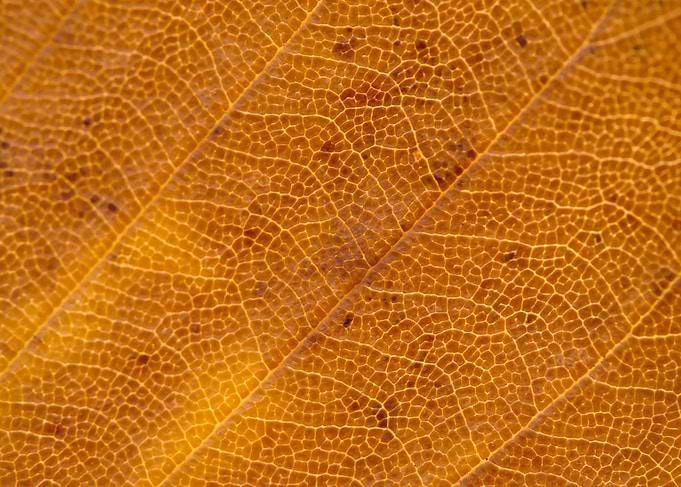 Fall Leaf
