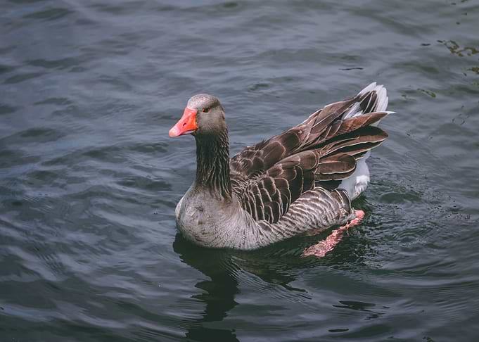 duck black water