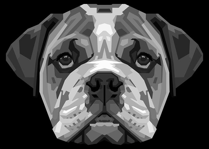 english bulldog