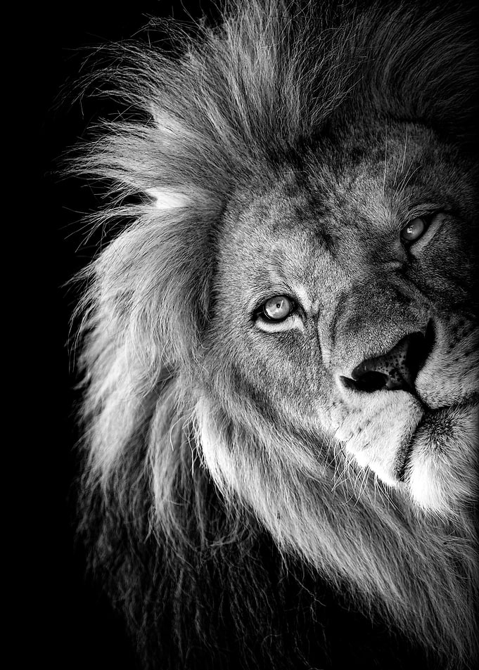wild lion face eyes