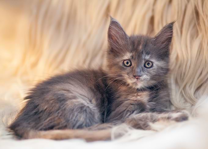 Maine Coon cat4