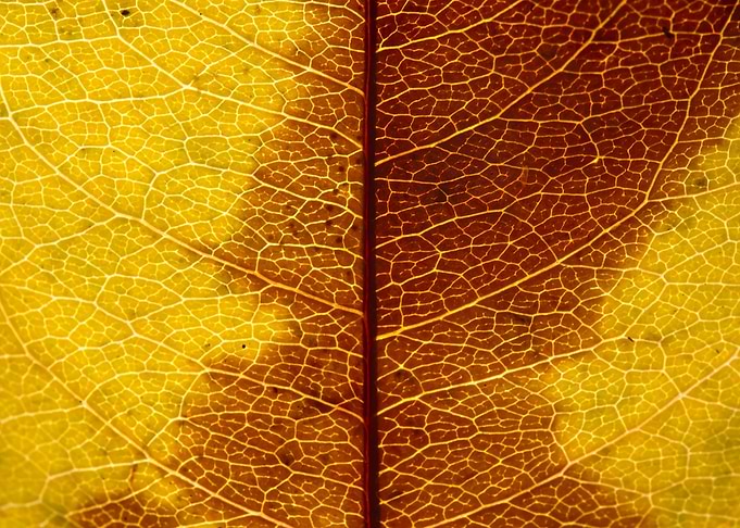 Fall Leaf