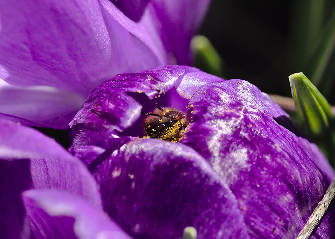 Peek A Bee