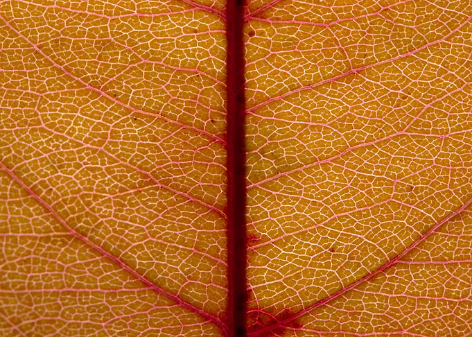 Fall Leaf