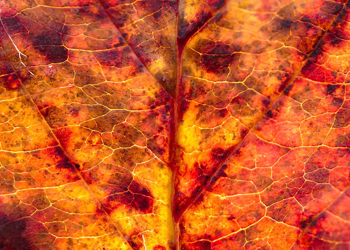 Fall Leaf