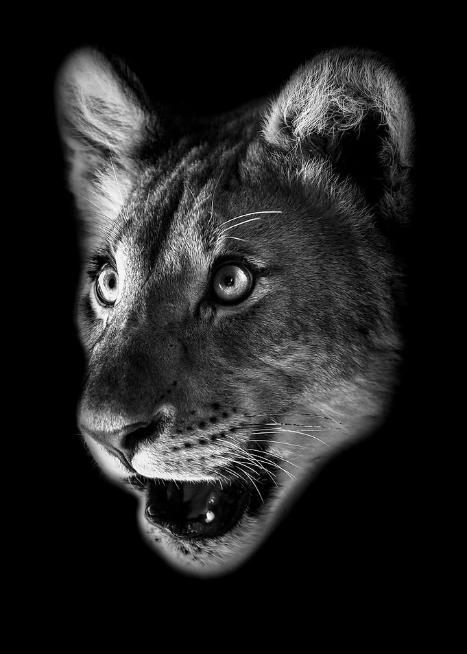 baby lion face poster