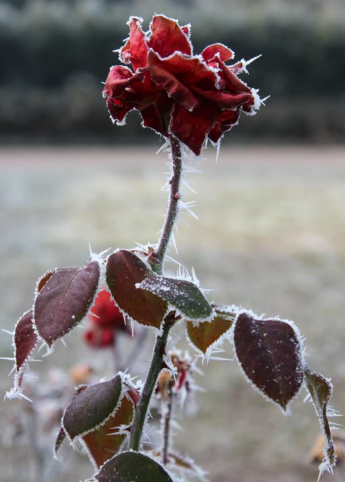 Rose Red