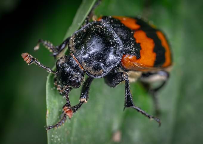 black red beetle