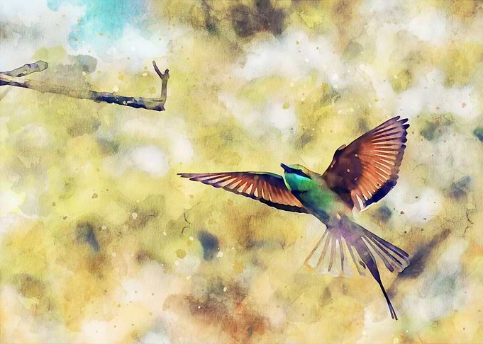 Bee Eater in Flight