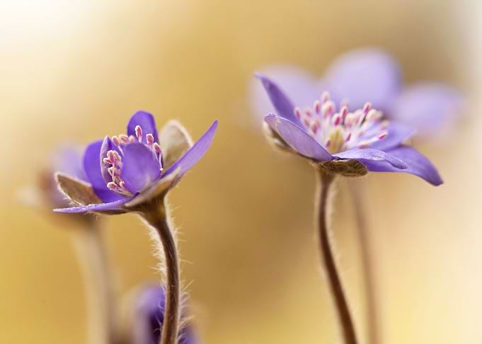 Purple flowers