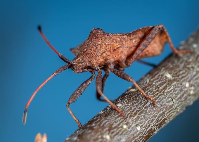 brown insect twig