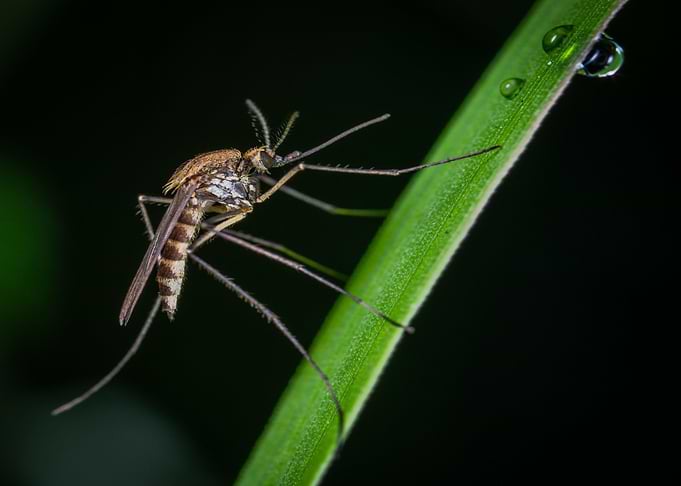 mosquito brown green