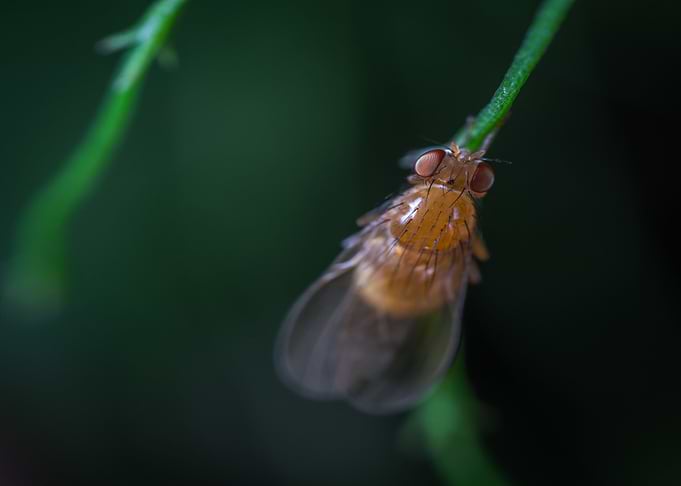 brown fly