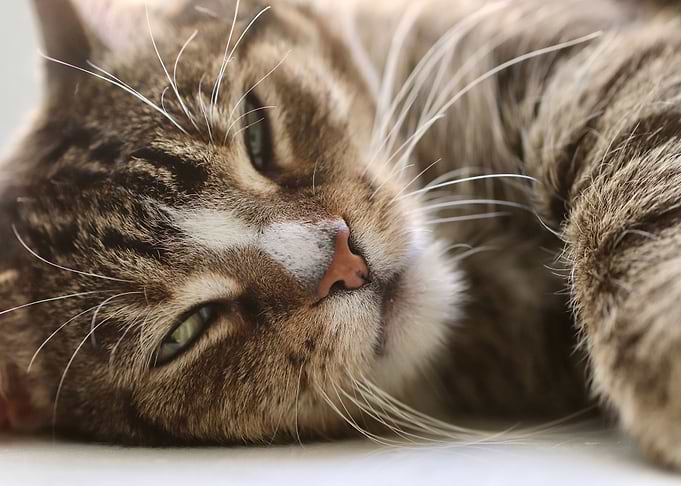 Lazy Fluffy Kitty