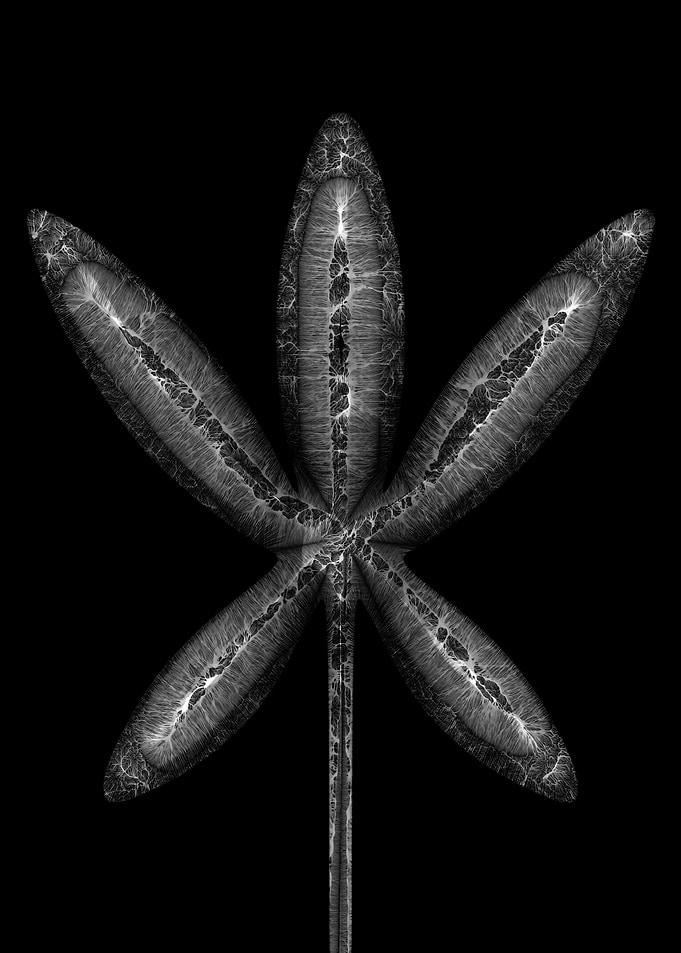 Palmatisect