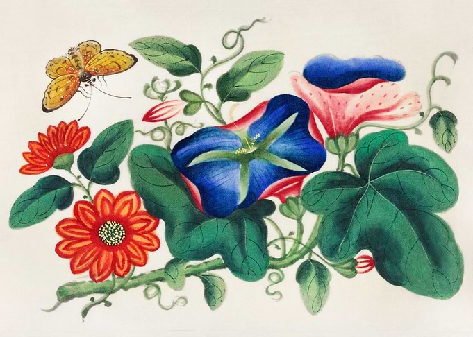 flowers and a butterfly