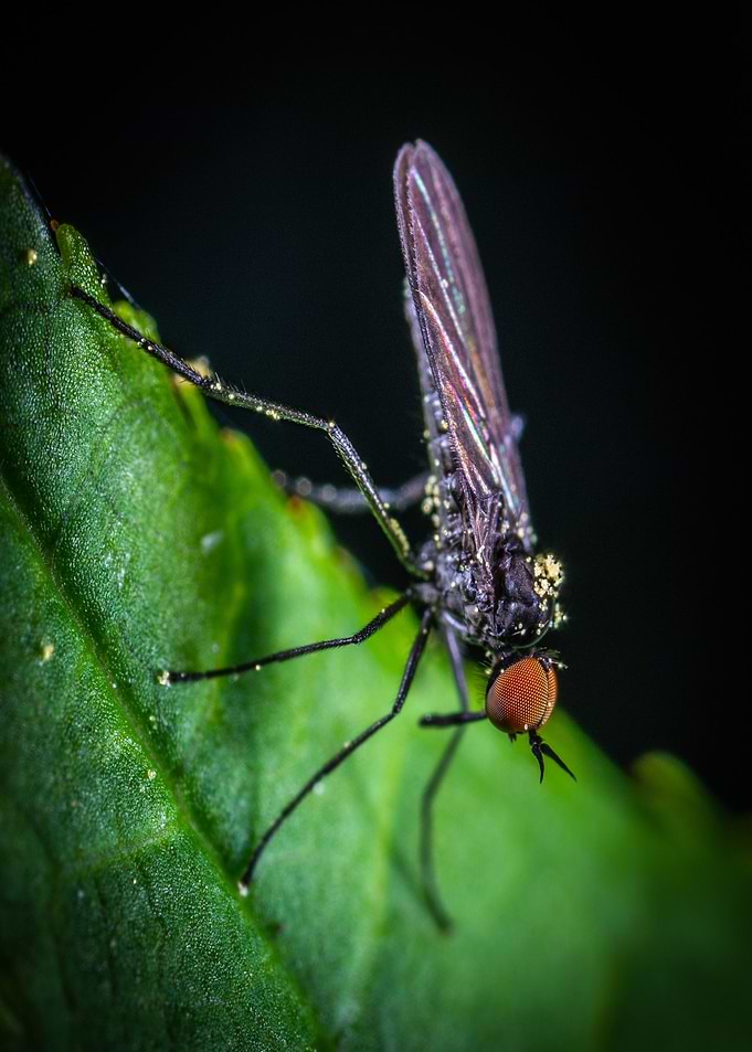 mosquito green
