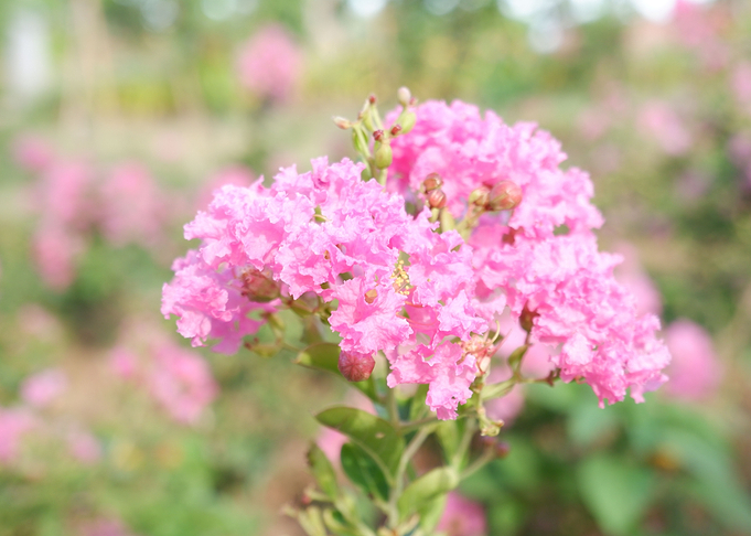 Beautiful Pink Flower