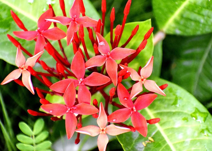 A Bunch of Fresh Red Flowe