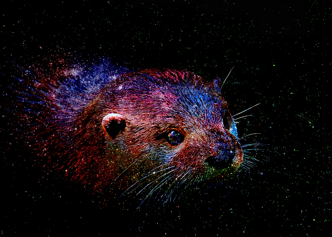 Cosmic Otter