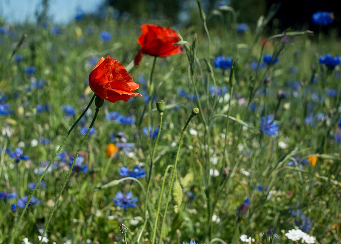 Two poppies