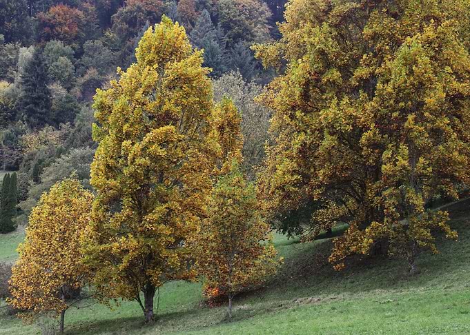 Fall