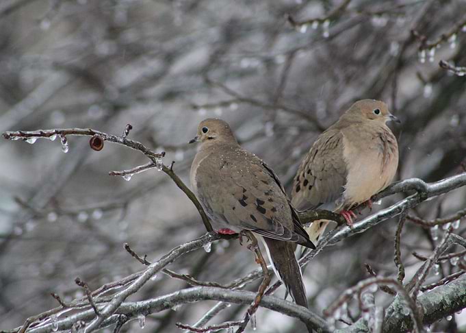 Two mourning doves in tree