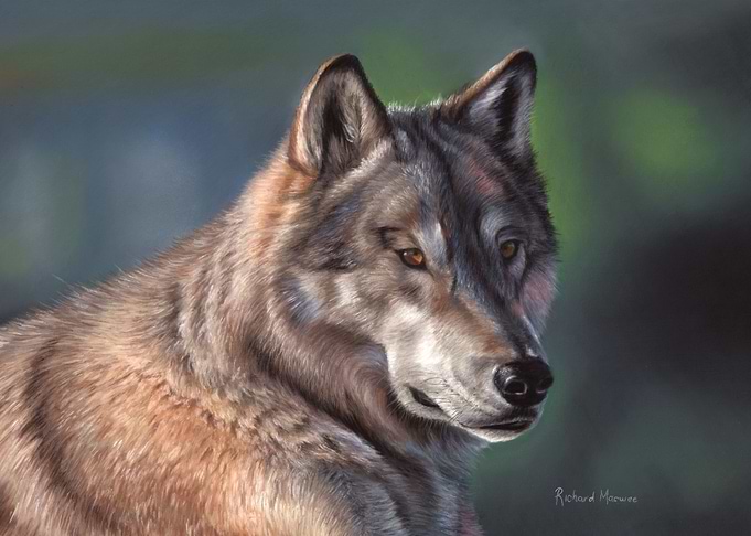 Tundra Wolf