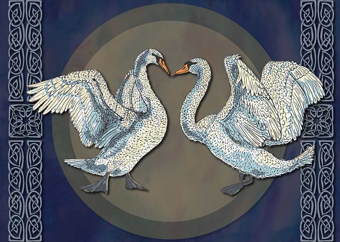 Celtic Swans